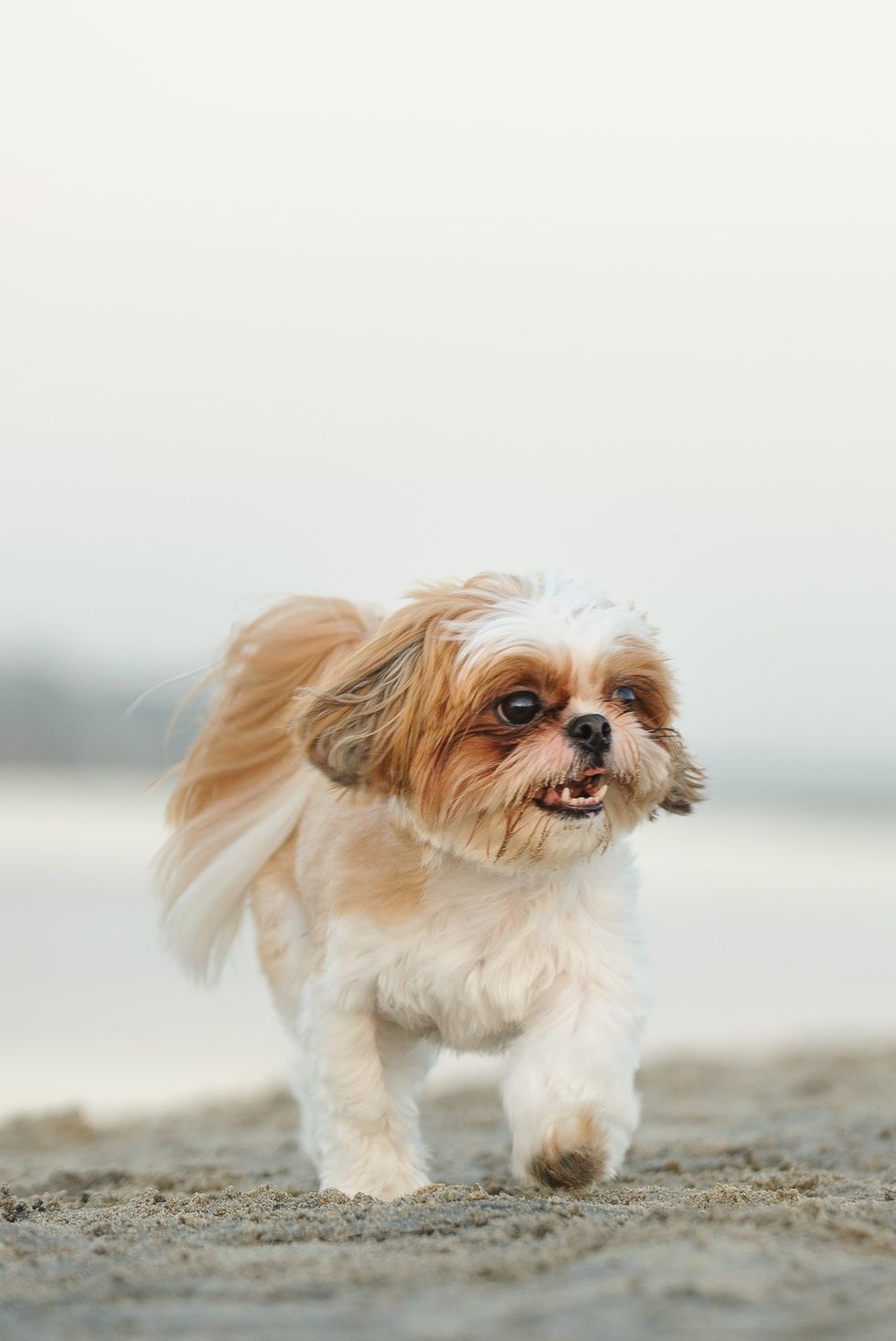 best-small-dog-breeds-shih-tzu-