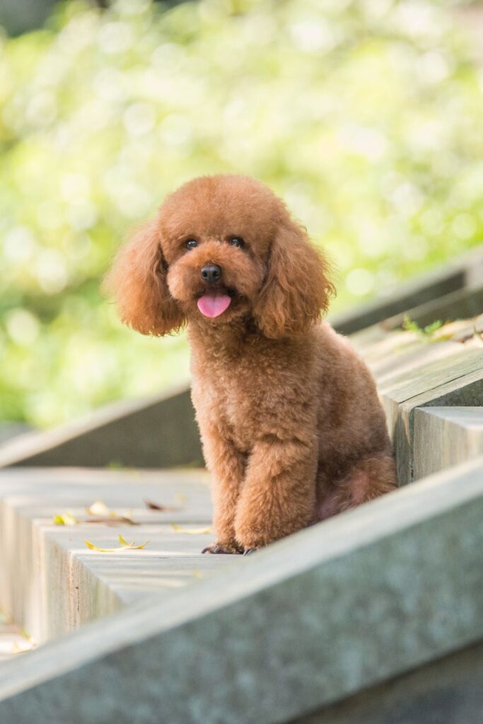 best-small-dog-breeds-toy-poodle-