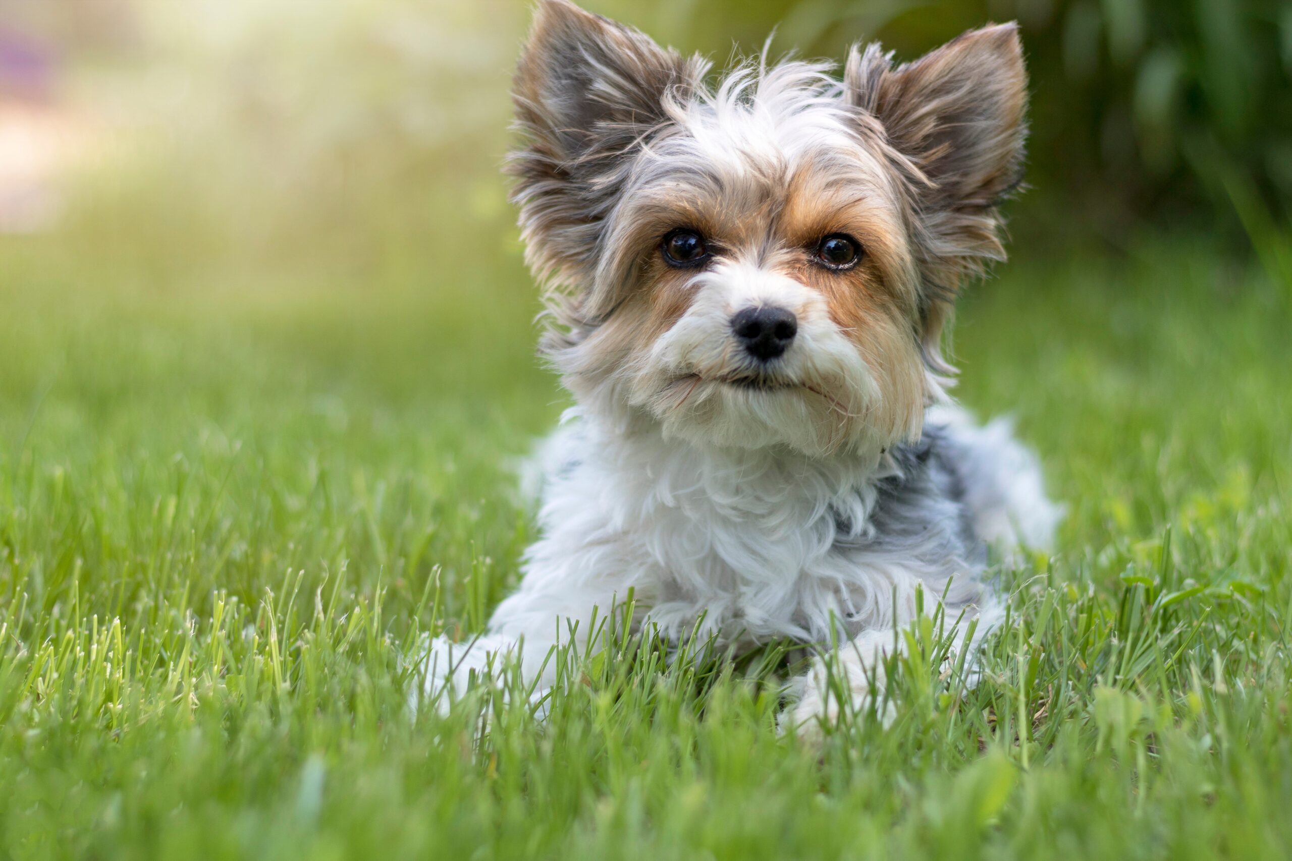biewer-terrier-dog-breed- sitting on the lush green grass