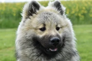 big-fluffy-eurasier-dog.jpg