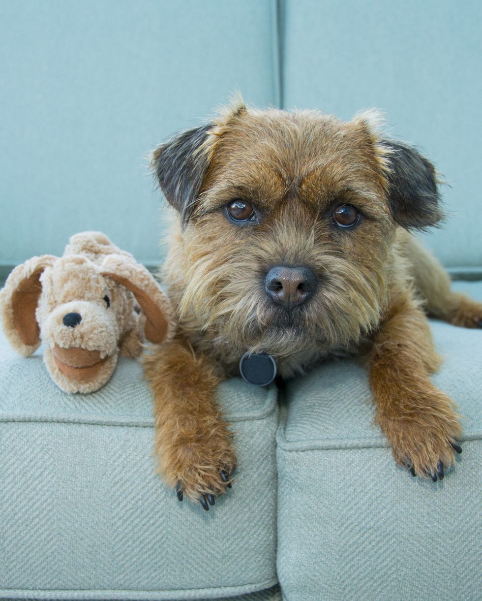 border-terrier-dog-with-toy-norfolk-