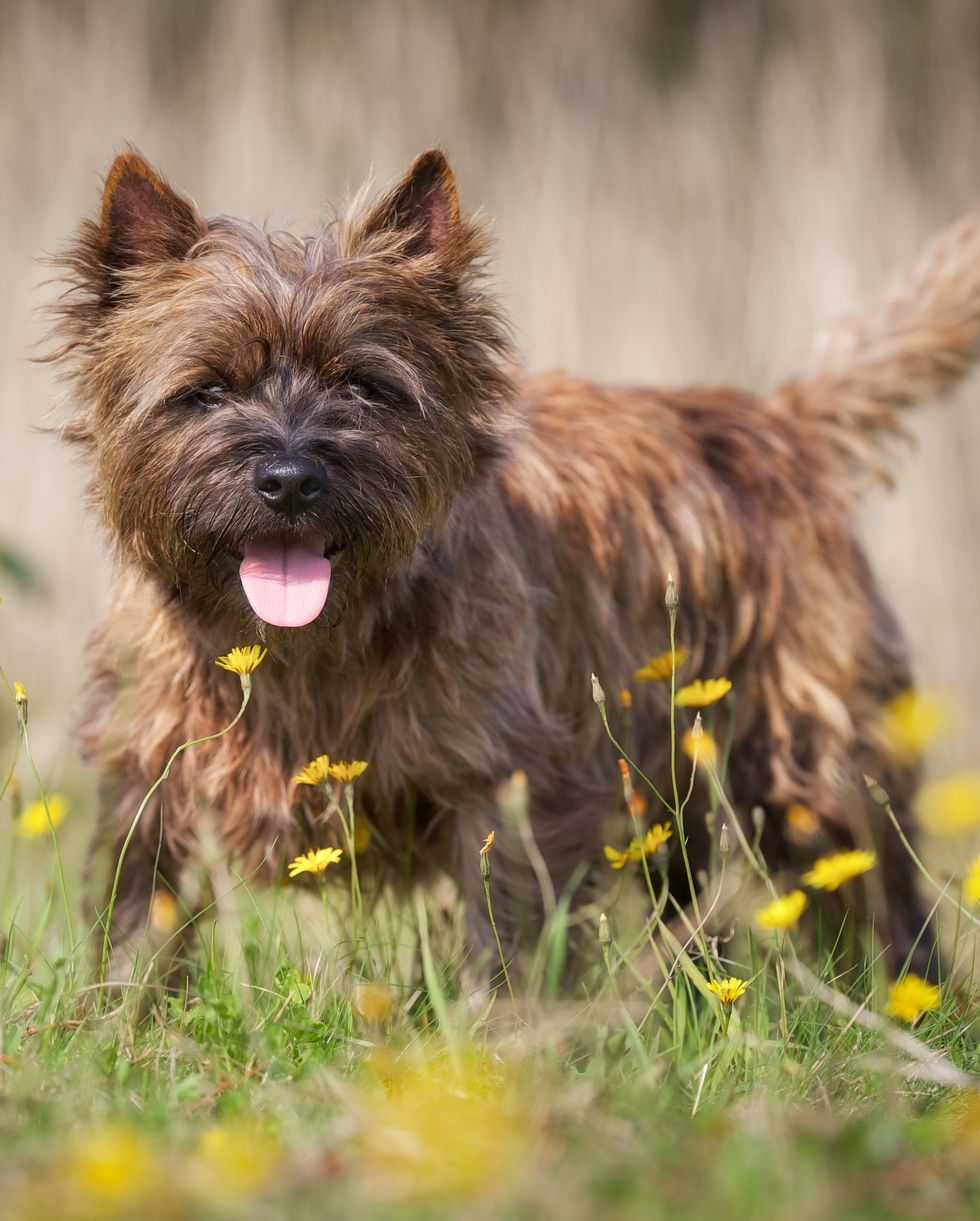 brown-cairn-terrier-dog-royalty-free-image-