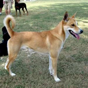 carolina-dog