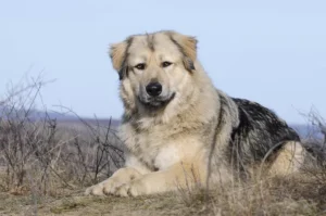 Caucasian shepherd dog