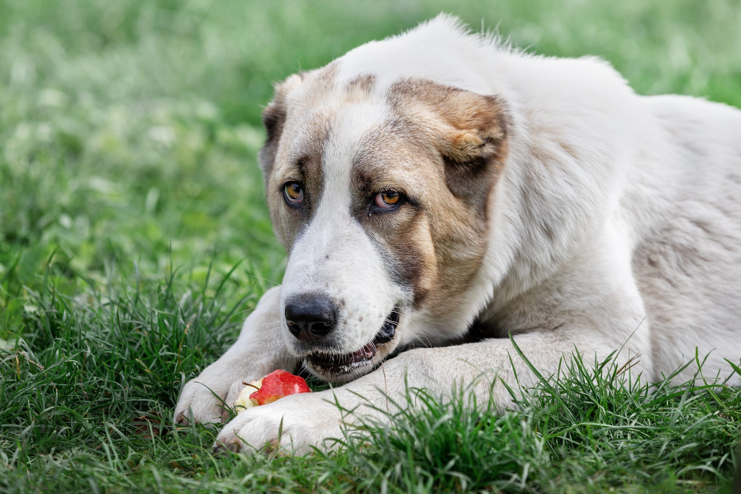 central-asian-shepherd-dog-breed-