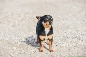 chihuahua-dog-posing-beach