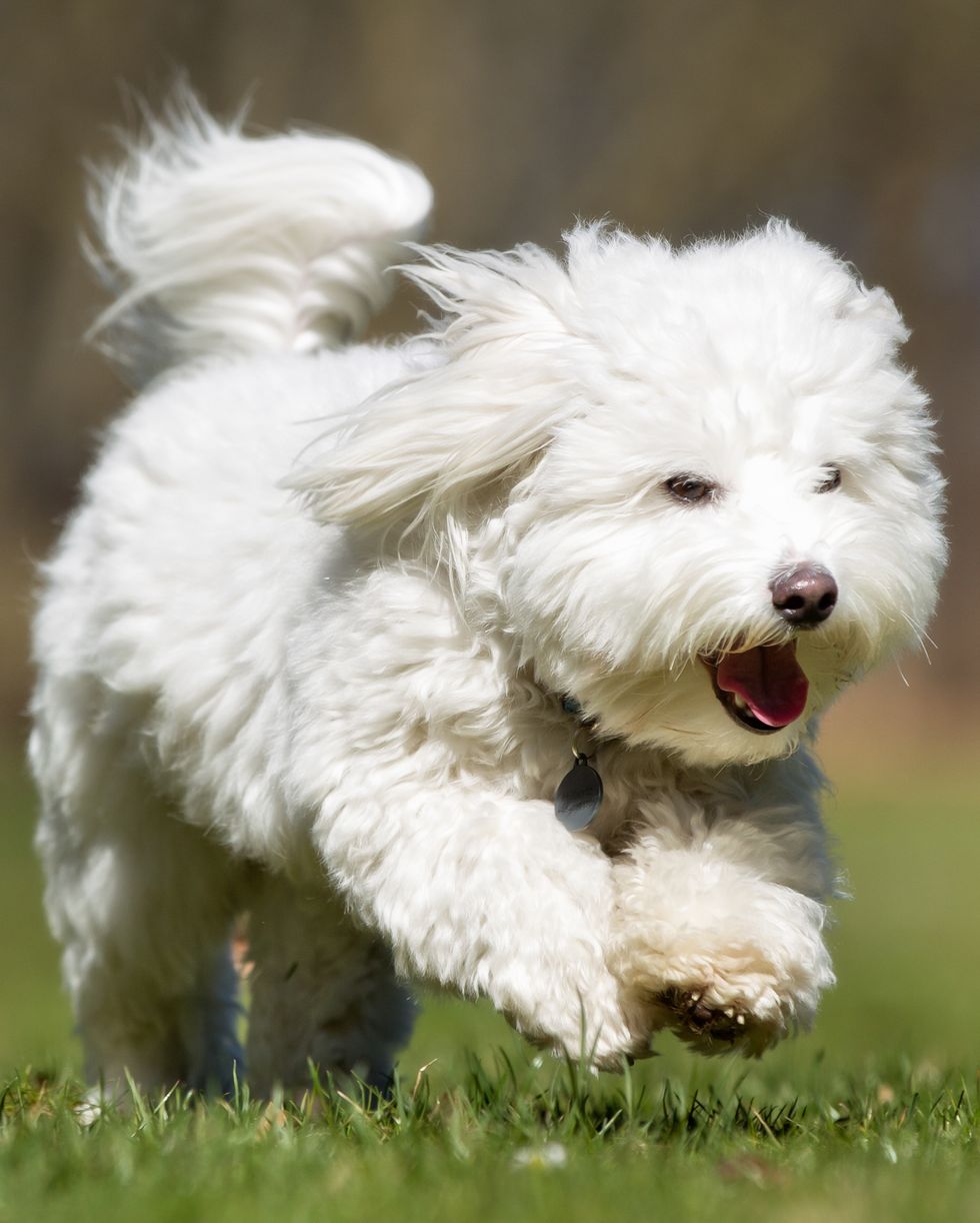 coton-de-tulear-dog-running-outdoors-in-nature