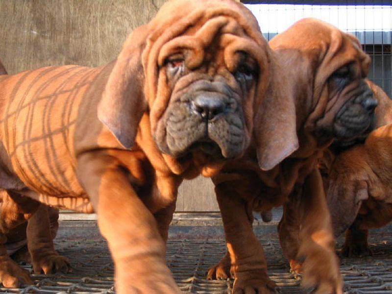 Dosa Mastiff