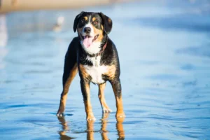 entlebucher mountain dog