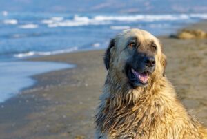 estrela-mountain-dog-