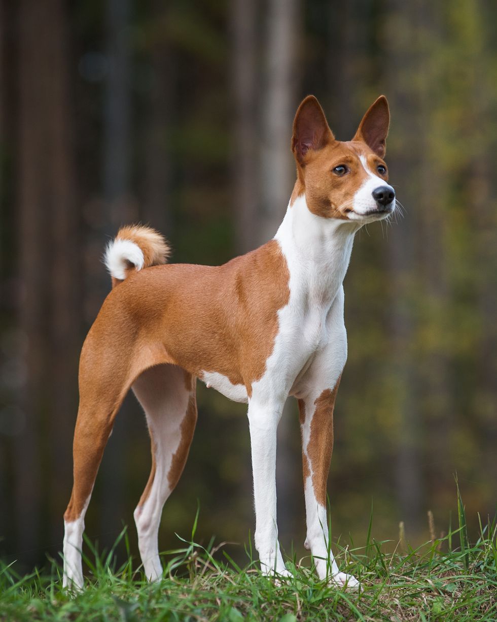 female-basenji-dog