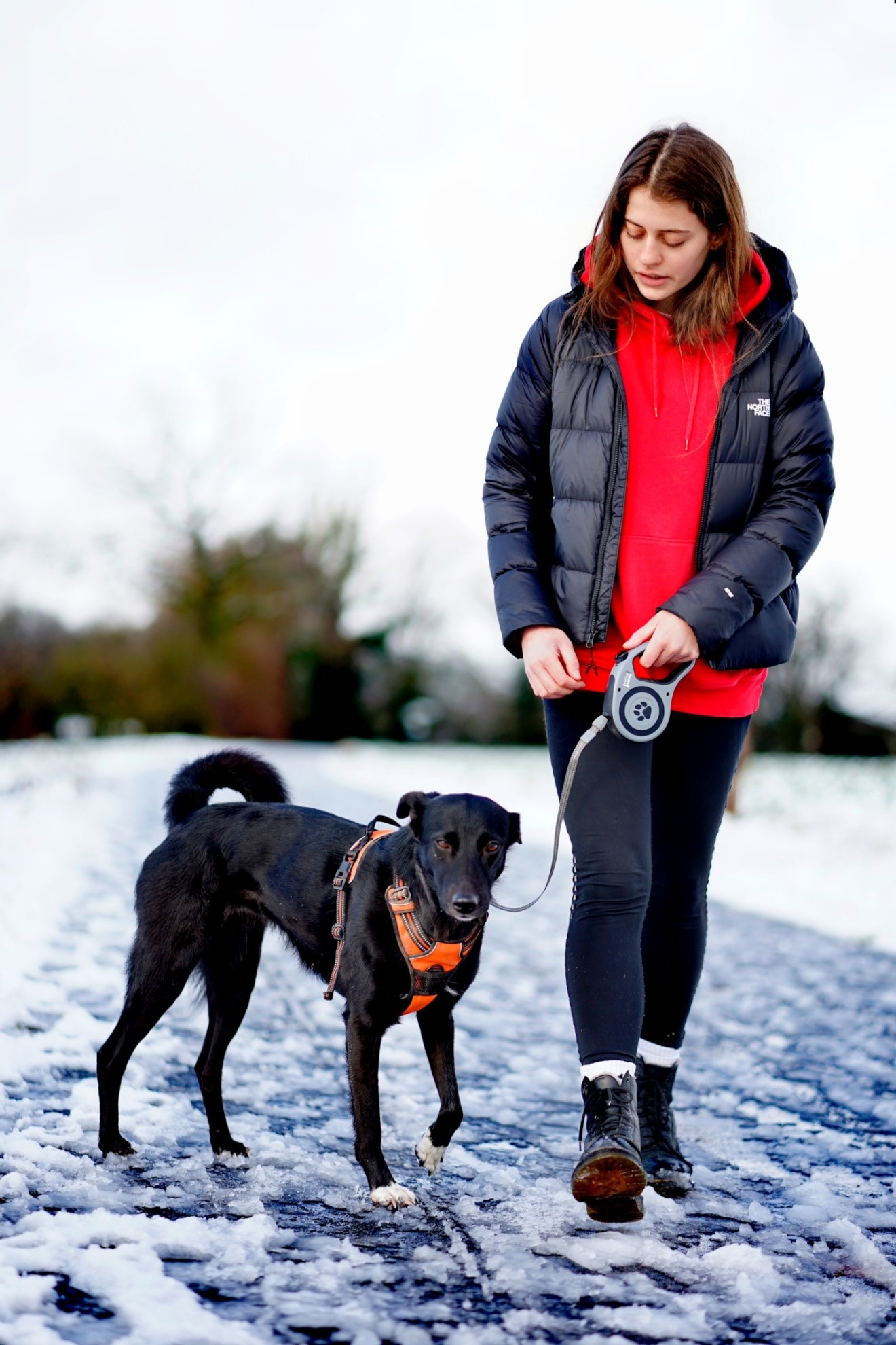 female taking dog with leash on snowy surface