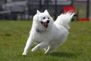 fluffy-white-american-eskimo-dog.jpg