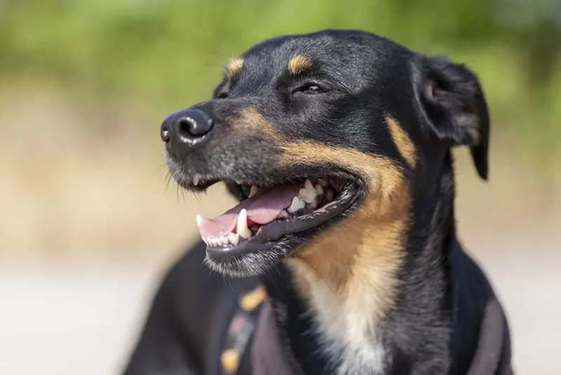 german-pinscher-breed with opneed mouth