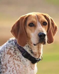 american-english-coonhound.