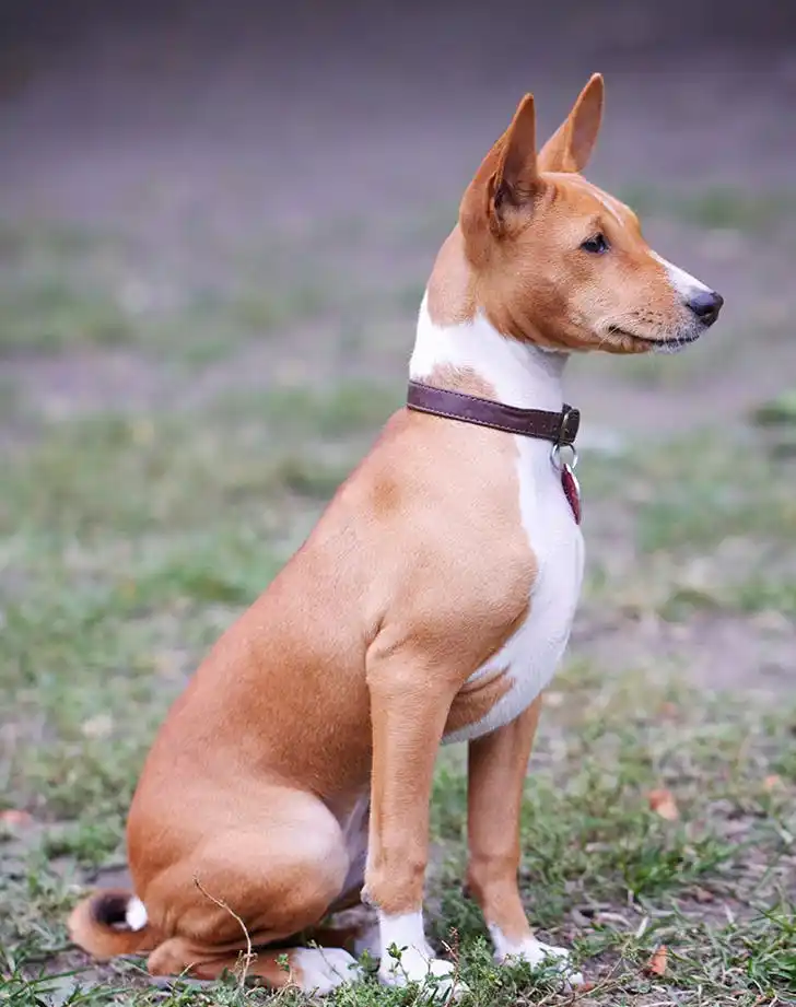 basenji