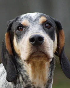 black-and-tan-coonhound