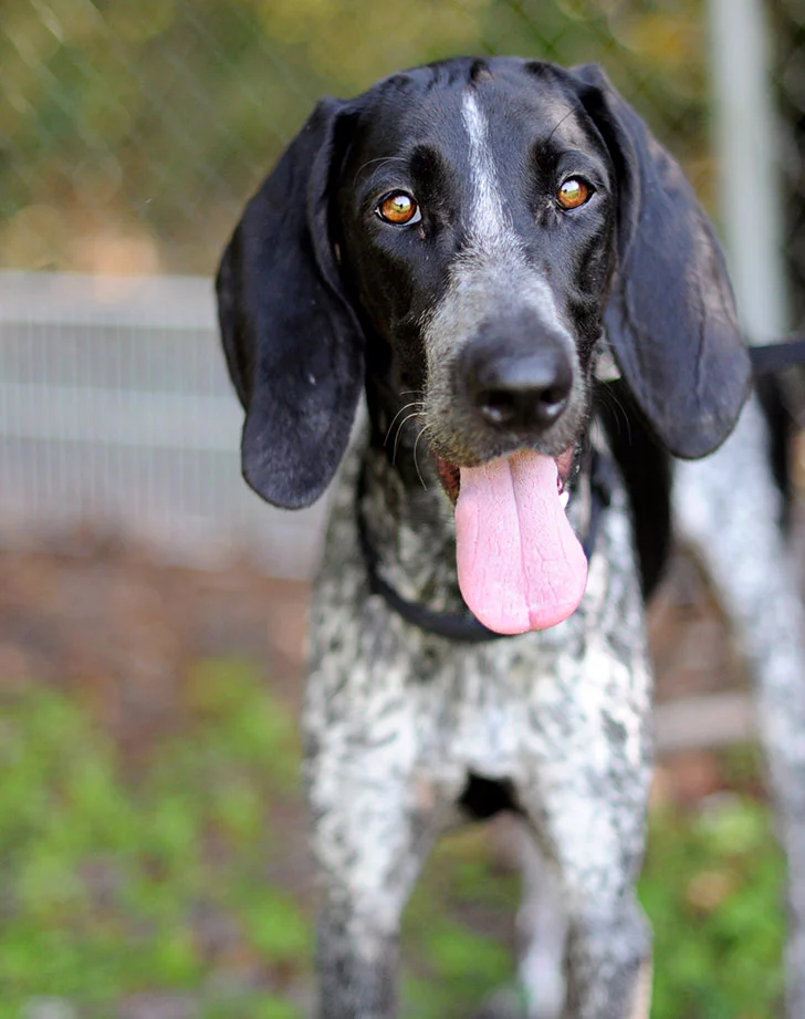 black and white colored   Bluetick coonhound standing with his tongue outside