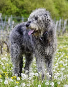 hound-dog-breeds-irish-wolfhound