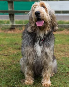 hound-dog-breeds-otterhound