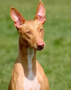 hound-dog-breeds-pharaoh-hound