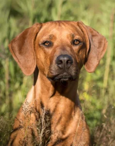 hound-dog-breeds-rhodesian-ridgeback