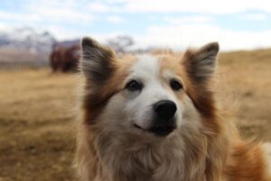 icelandic sheepdog