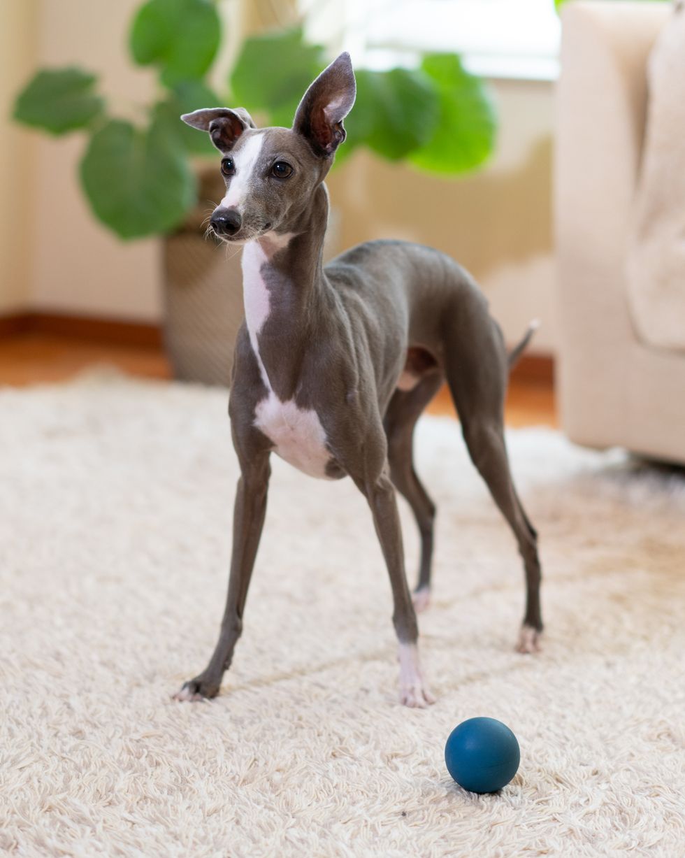 italian-greyhound-dog-at-home-