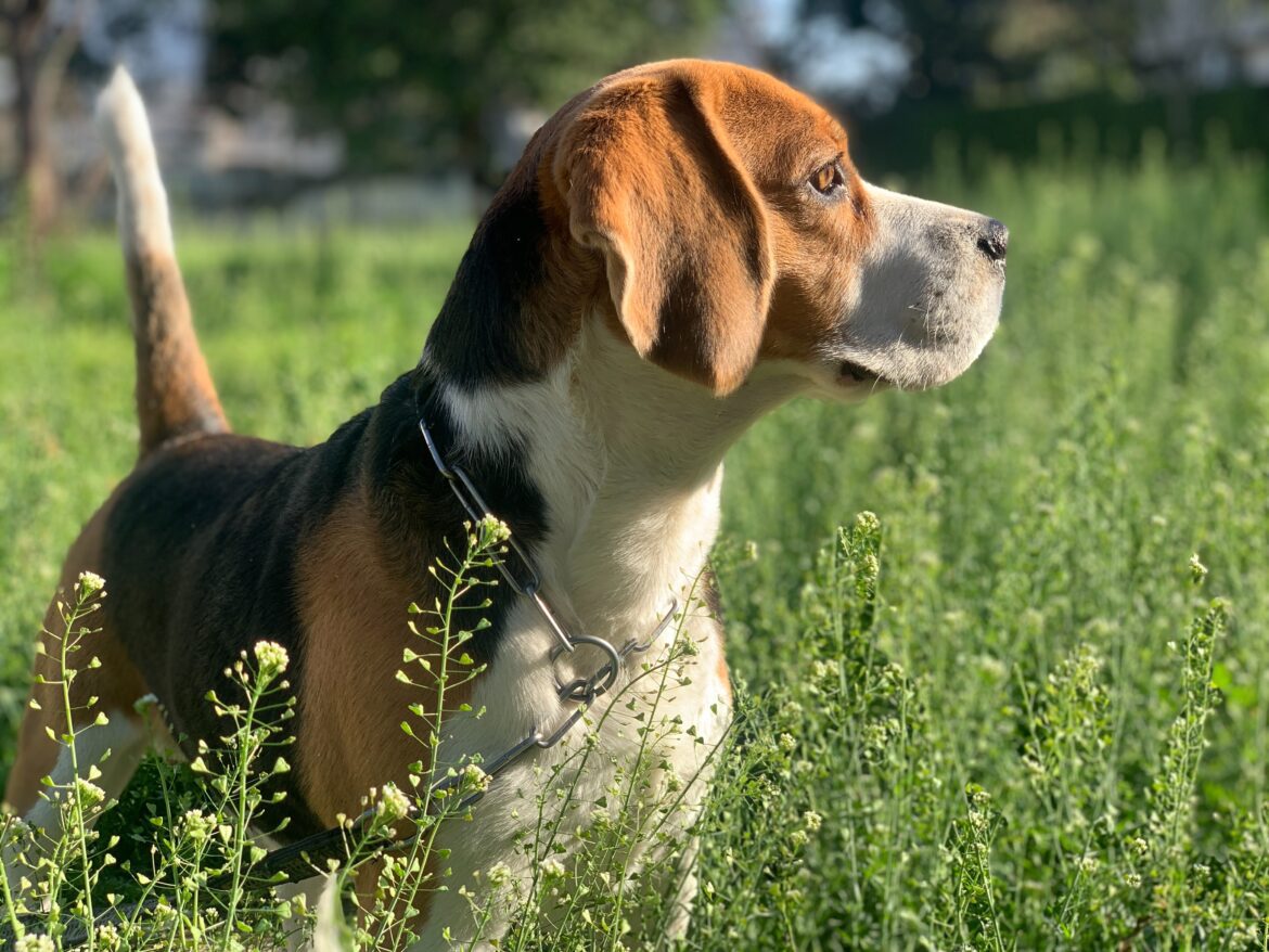 30 Hound Dog Breeds with Incredible Instincts - DaaDog