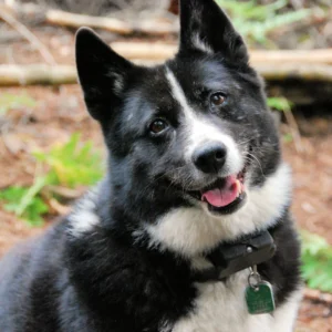 karelian-bear-dog