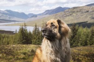 leonberger