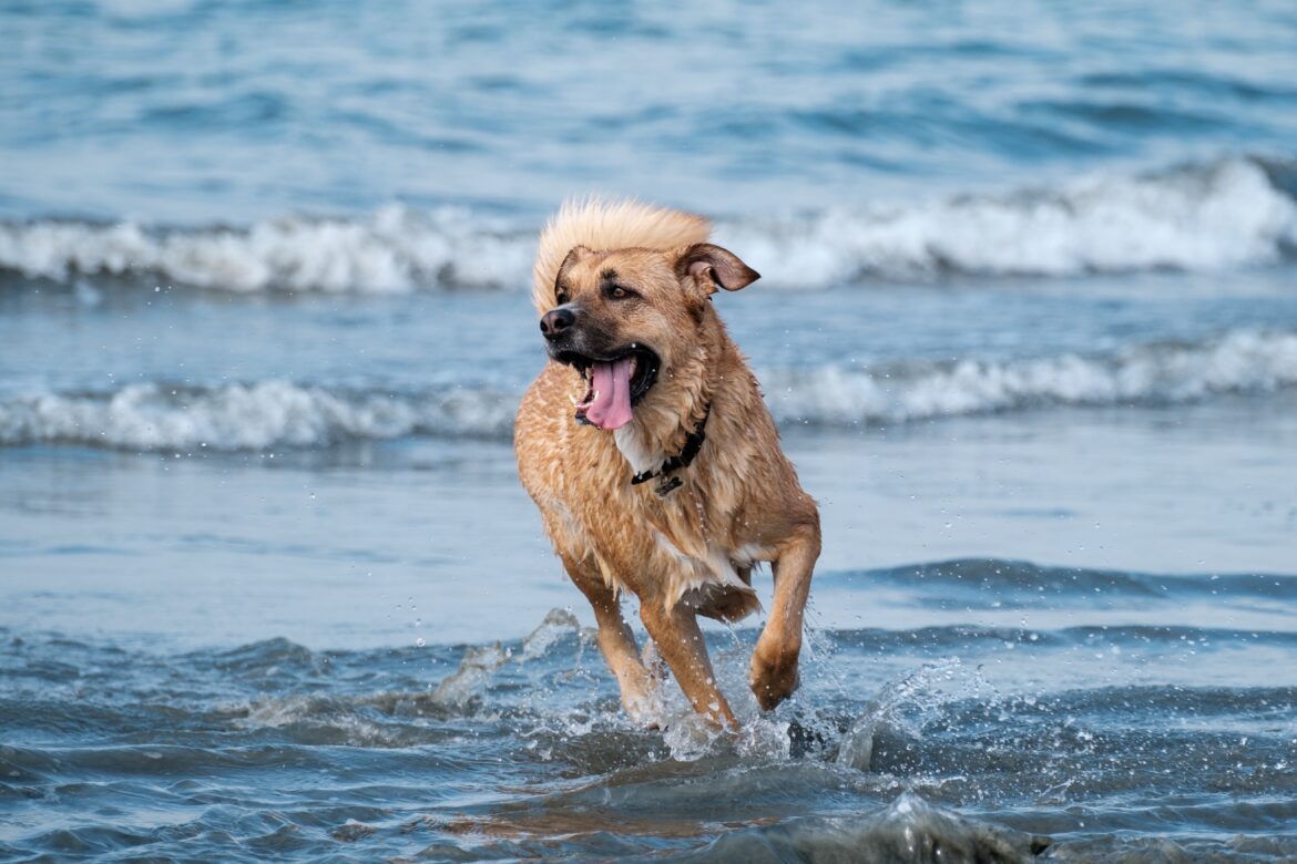 lyan-voyages-Suc9y6IRxYw-unsplash dog in water