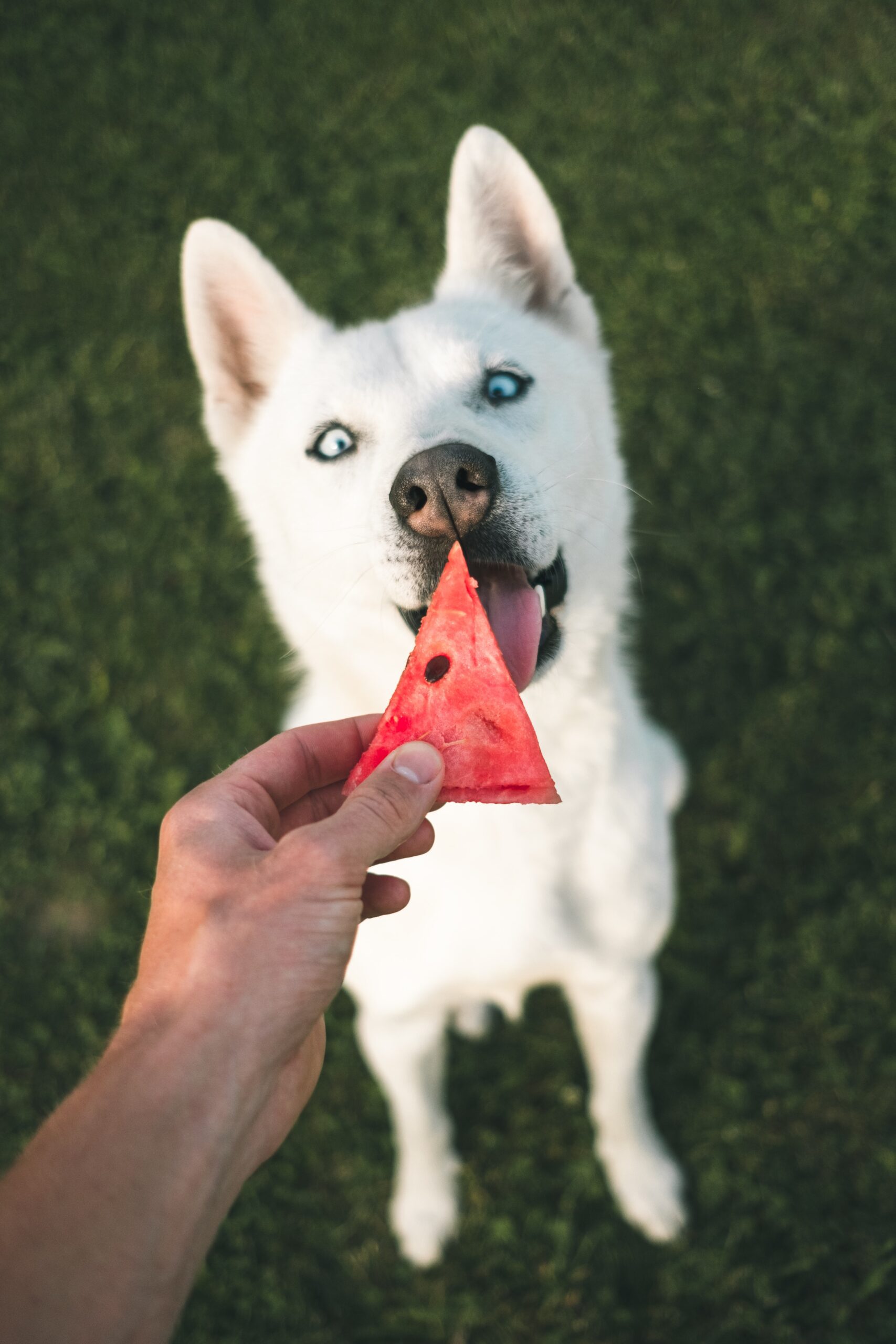 white colored dog looking at the piece of water melon