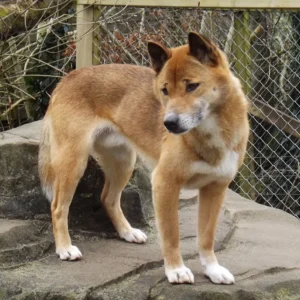 new-guinea-singing-dog_