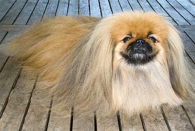 pekingese