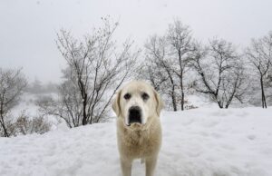 pyrenean-mastiff-dog