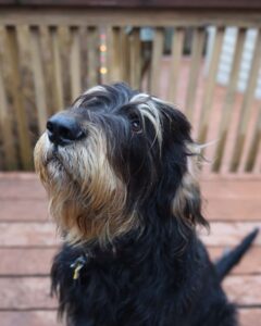 otterhound