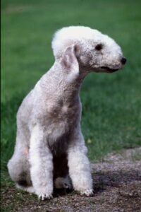 bedlington-terrier