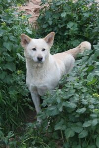 beige colored canaan-dog standing between green bushes