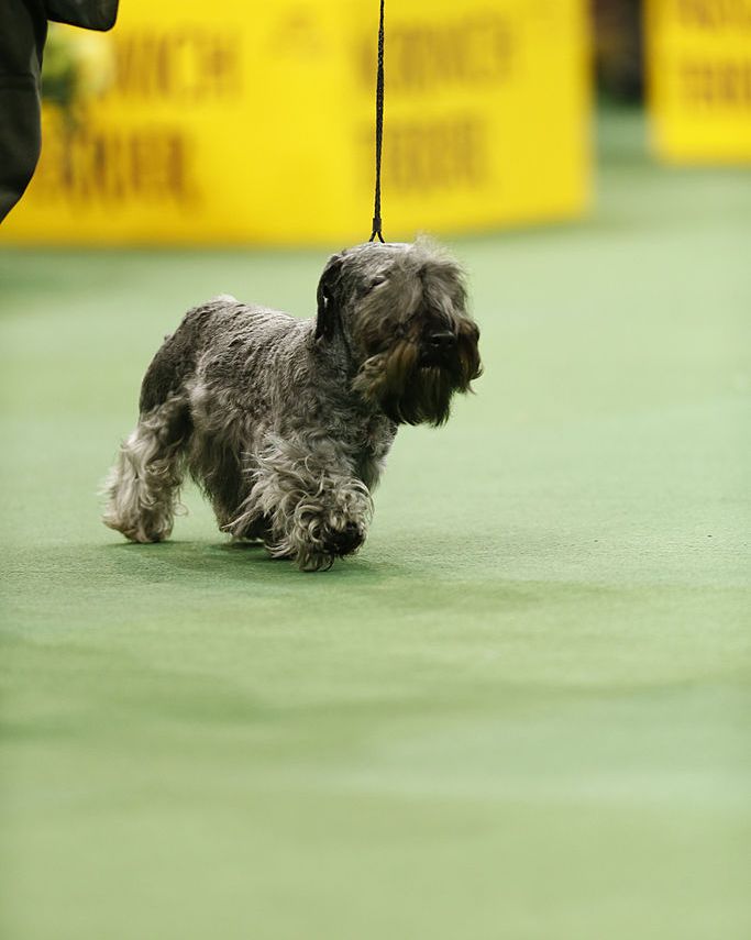 The tale of 29 Top Rare dog breeds - DaaDog