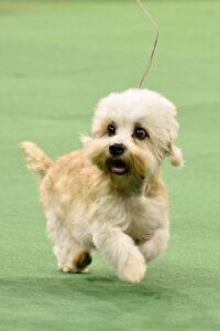 dandie-dinmont-terrier