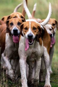 english-foxhound-