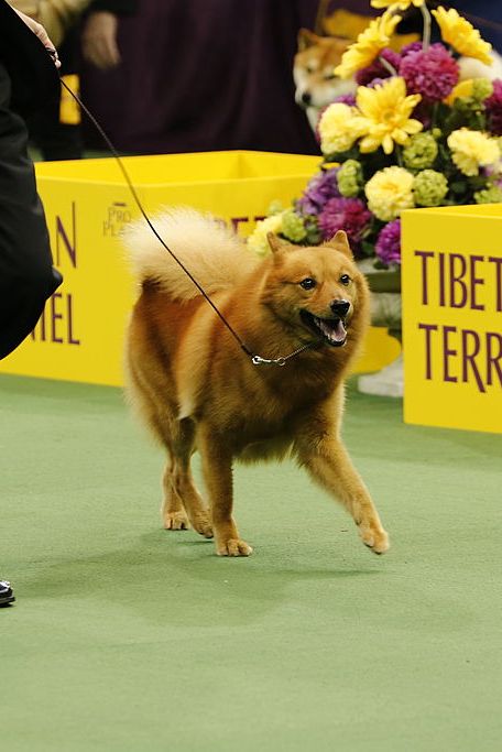 Curly-dog-breed-finnish-spitz