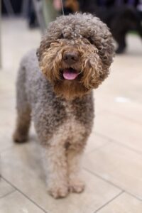 lagotto-romagnolo-