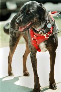 catahoula-leopard-dog