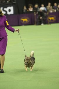 swedish-vallhund