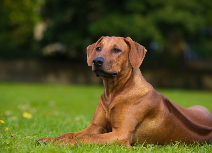 rhodesian-ridgeback