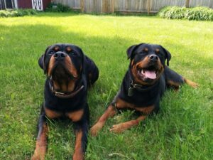rottweiler-dogs-puppies