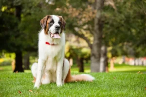 saint bernard