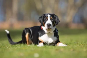 swiss mountain dog